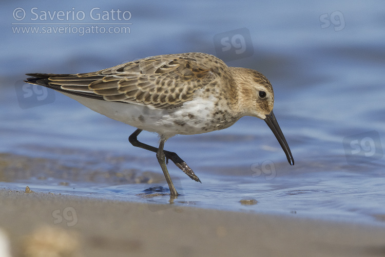 Dunlin