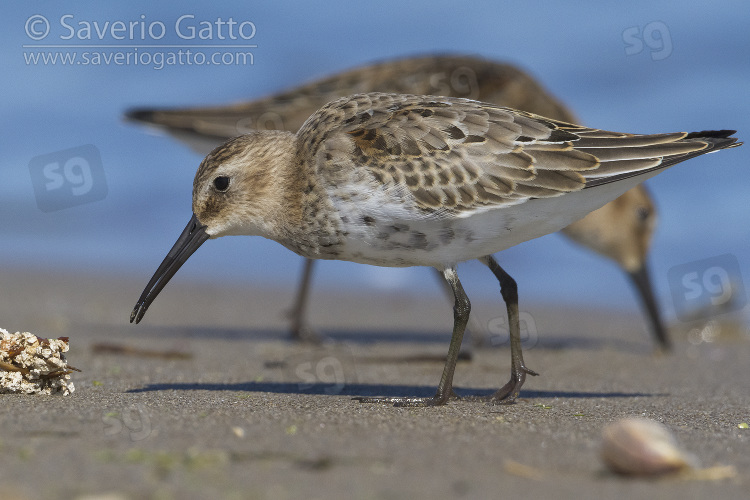 Dunlin