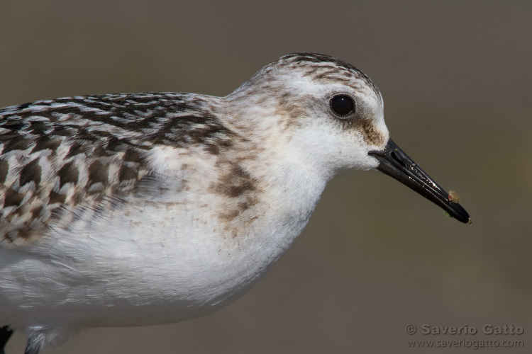 Sanderling