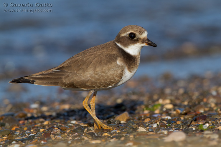 Ringed Plover