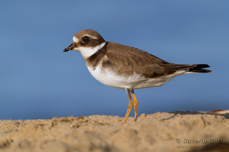 Ringed Plover