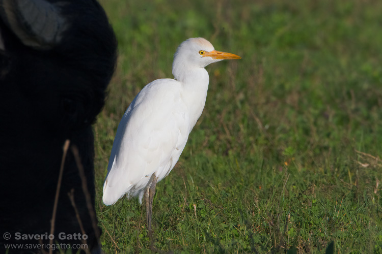 Cattle Egret