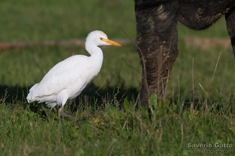 Cattle Egret