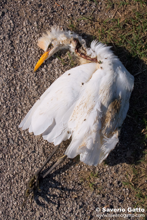 Cattle Egret - road victim