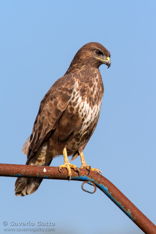 Common Buzzard