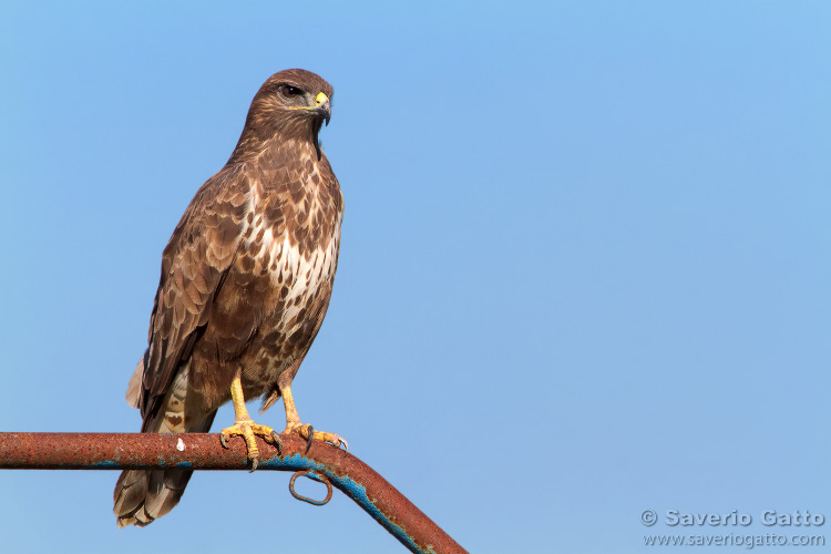 Common Buzzard