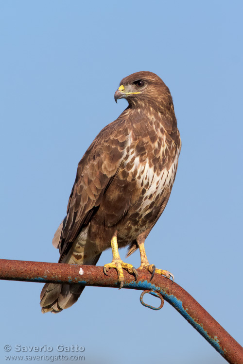 Common Buzzard