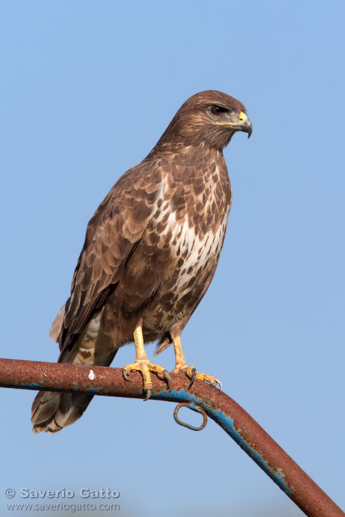 Common Buzzard