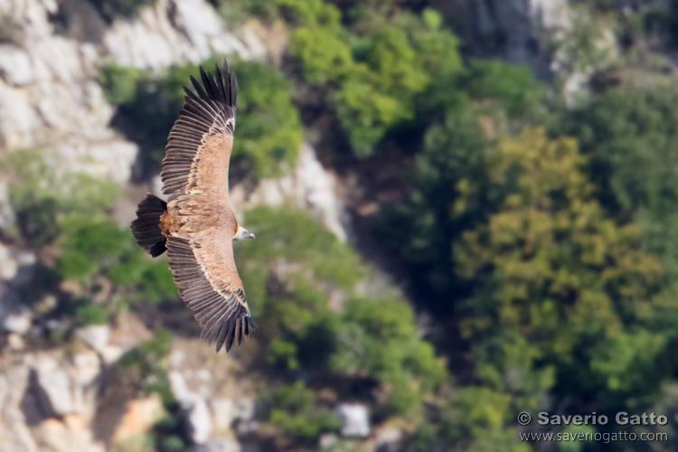 Griffon Vulture