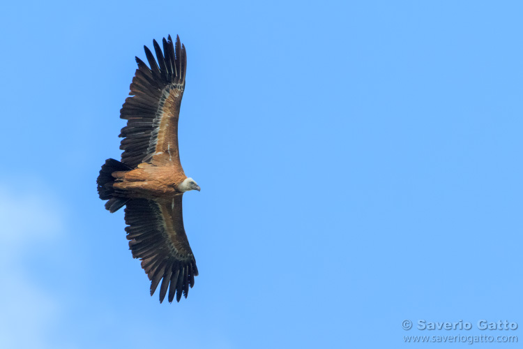 Griffon Vulture