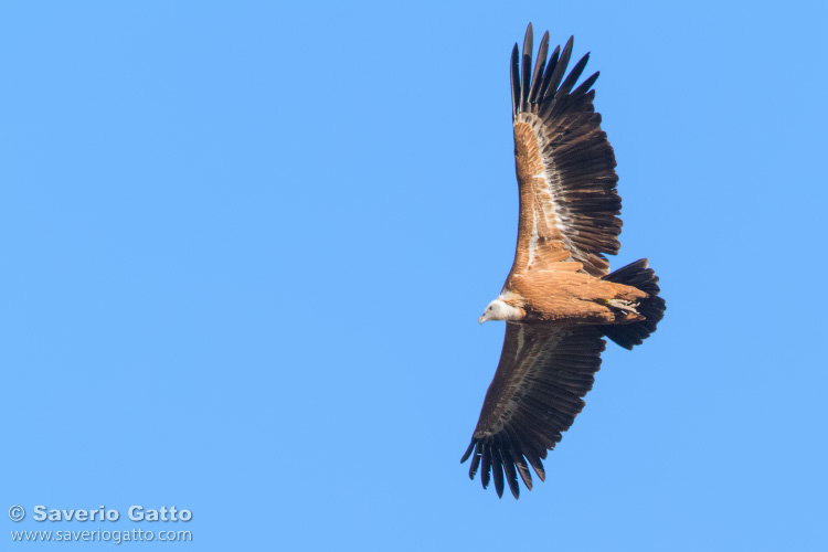 Griffon Vulture