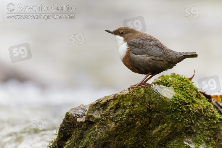 Dipper