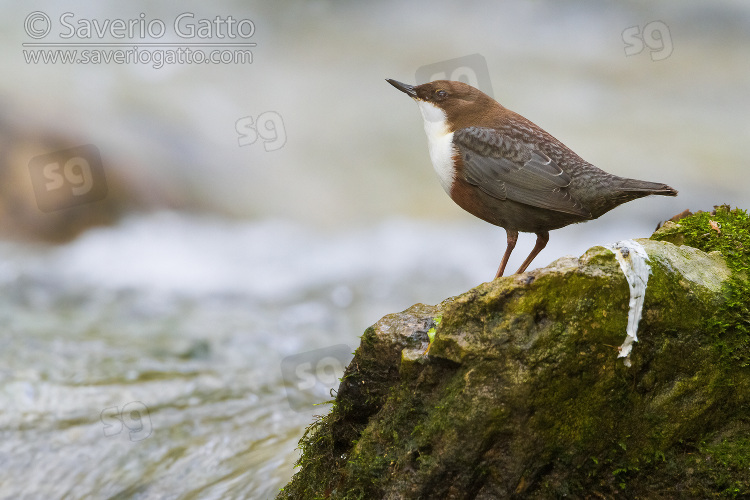 Dipper