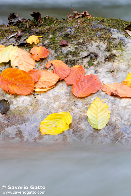 Autumn leaves