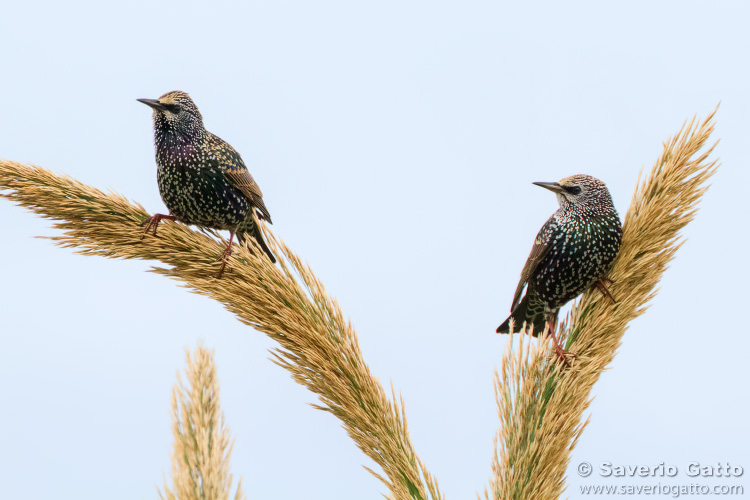 Common Starling