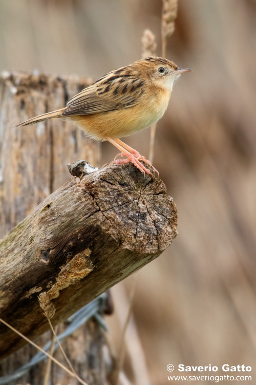 Zitting Cisticola