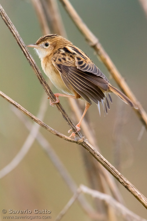 Zitting Cisticola