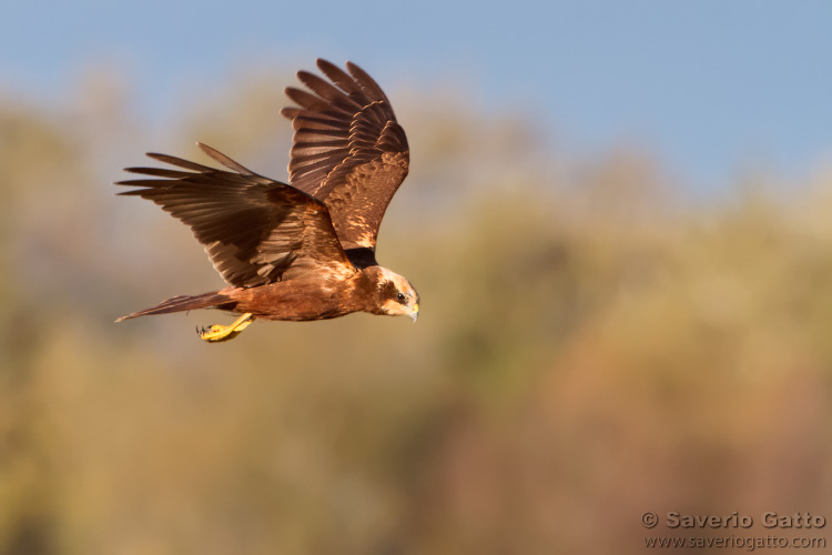 Marsh Harrier