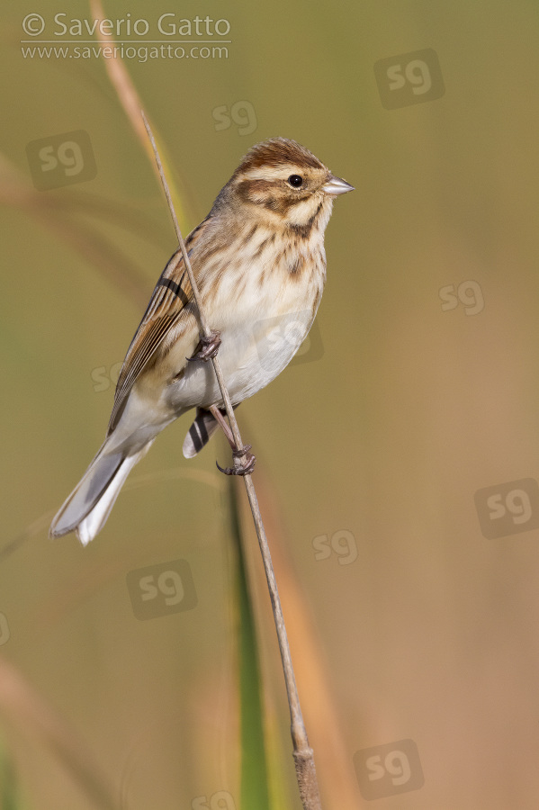 Reed bunting