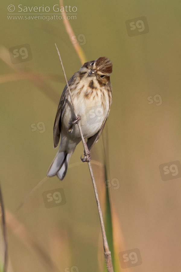 Reed Bunting