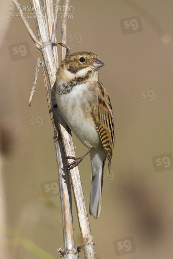 Reed bunting