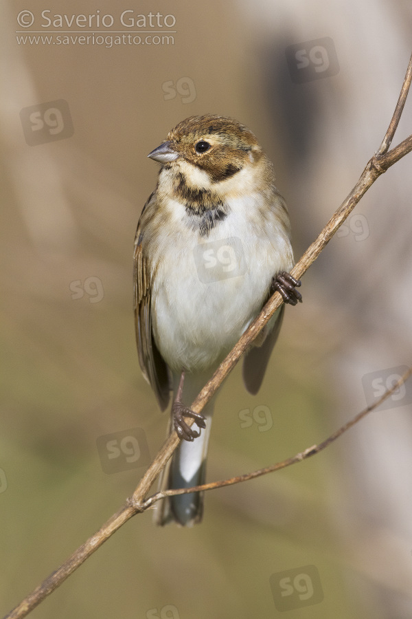 Reed Bunting