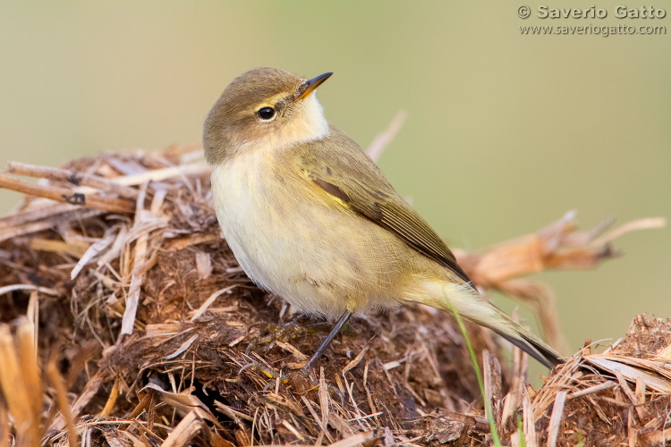 Common Chiffchaff