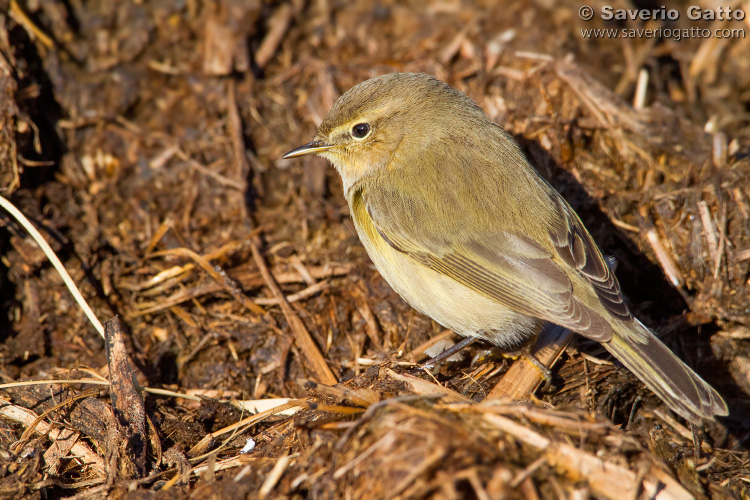 Common Chiffchaff