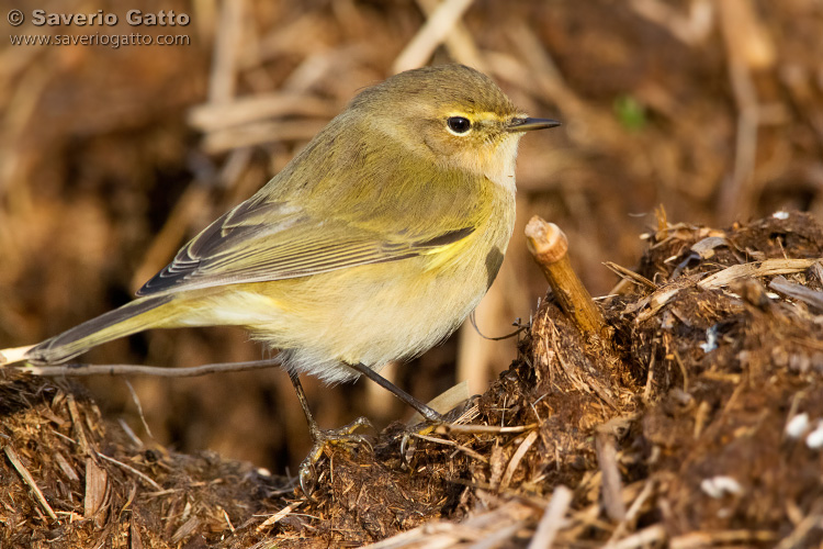 Common Chiffchaff