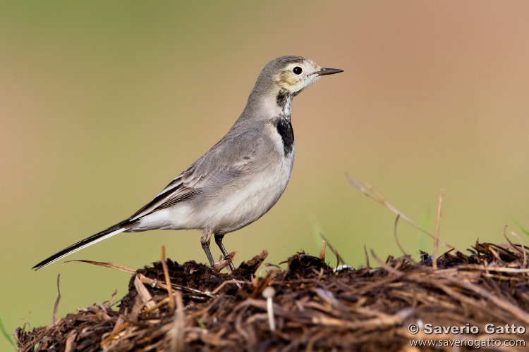 White Wagtail