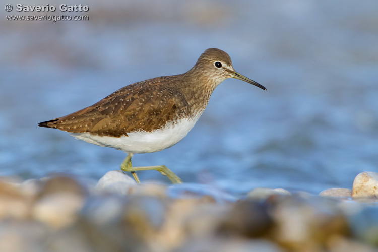 Green Sandpiper