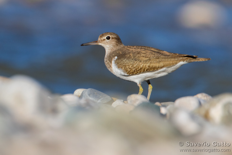 Common sandpiper