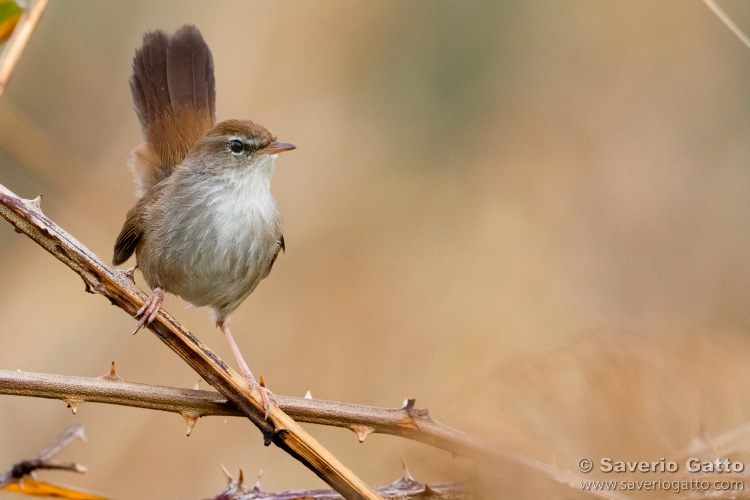 Cetti's Warbler