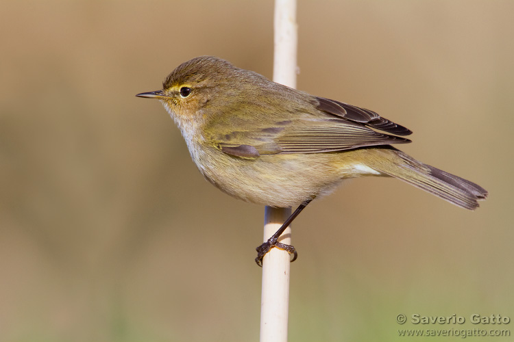 Common Chiffchaff