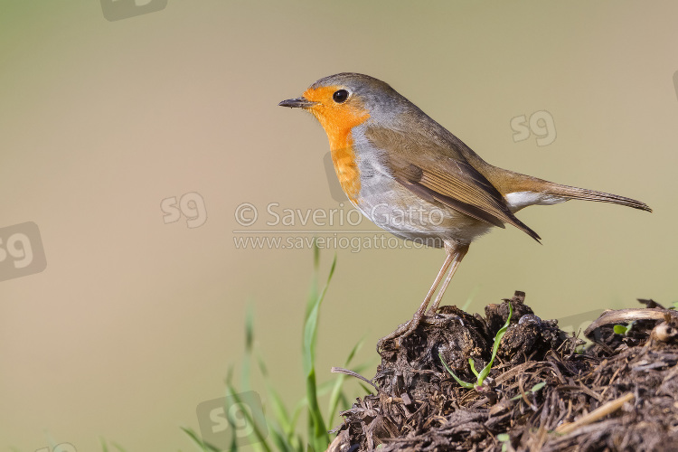 European Robin