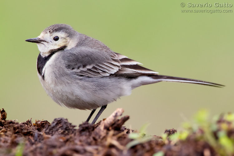 White Wagtail