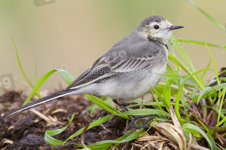 White Wagtail