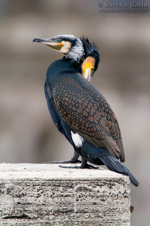 Great Cormorant