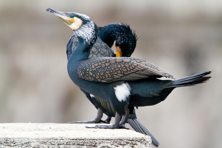 Great Cormorant