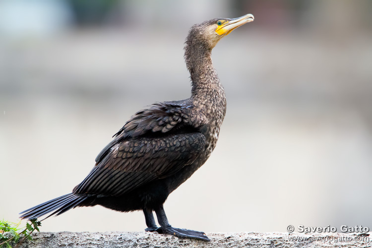 Great Cormorant