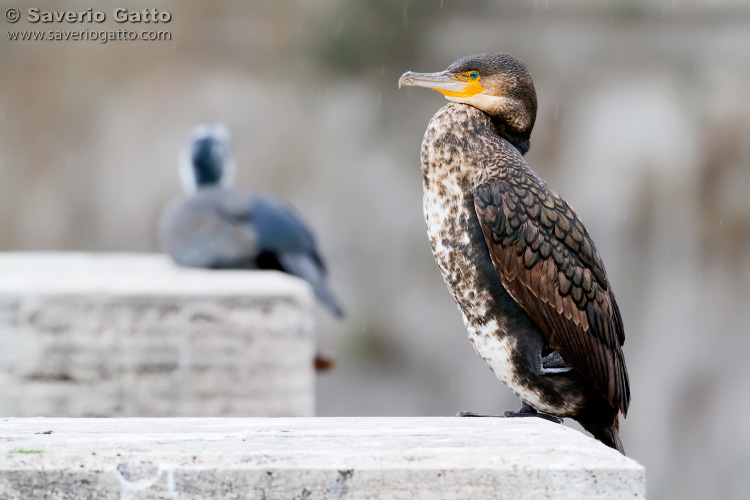 Great Cormorant