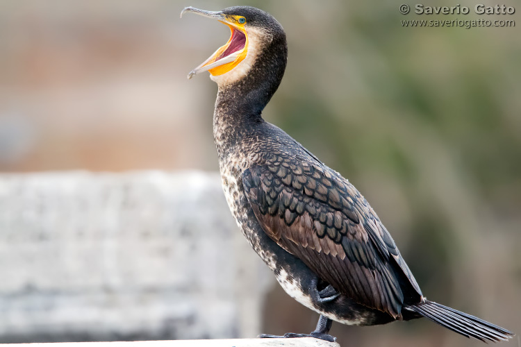 Great Cormorant