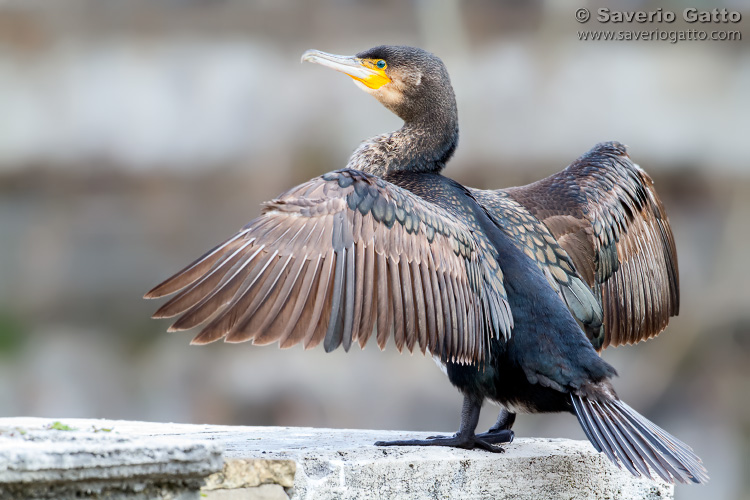 Great Cormorant