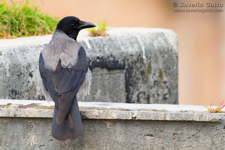 Hooded crow