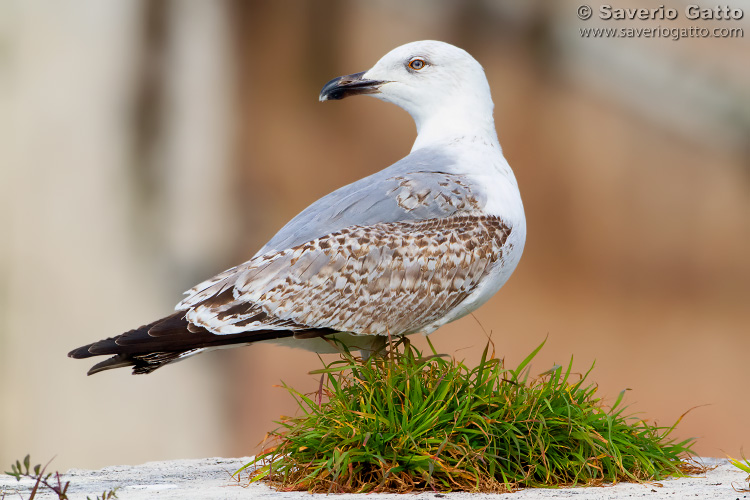 Yellow-legged Gull