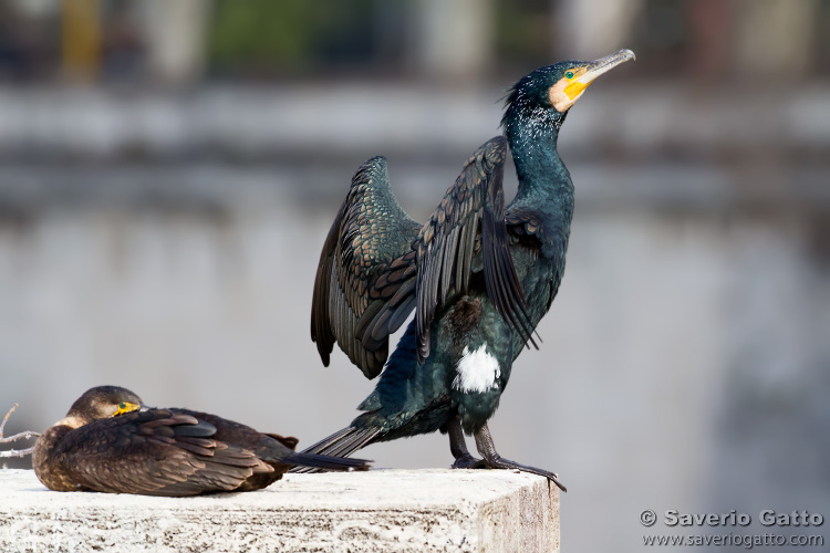 Great Cormorant