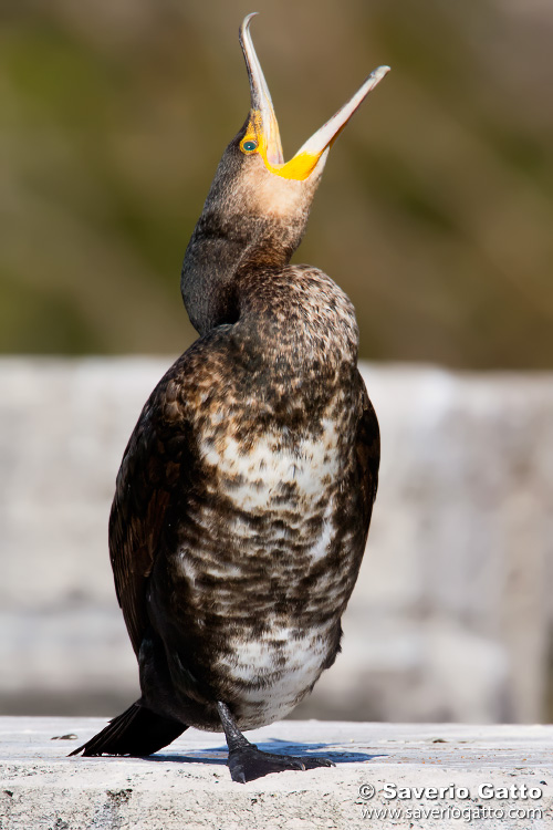 Great Cormorant