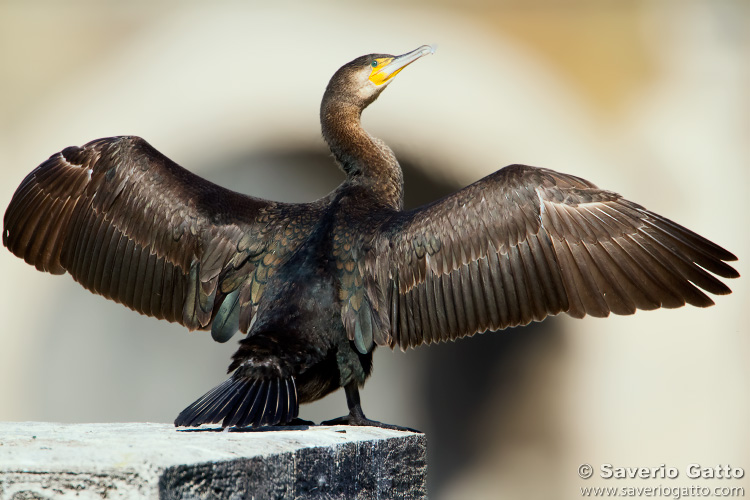 Great Cormorant