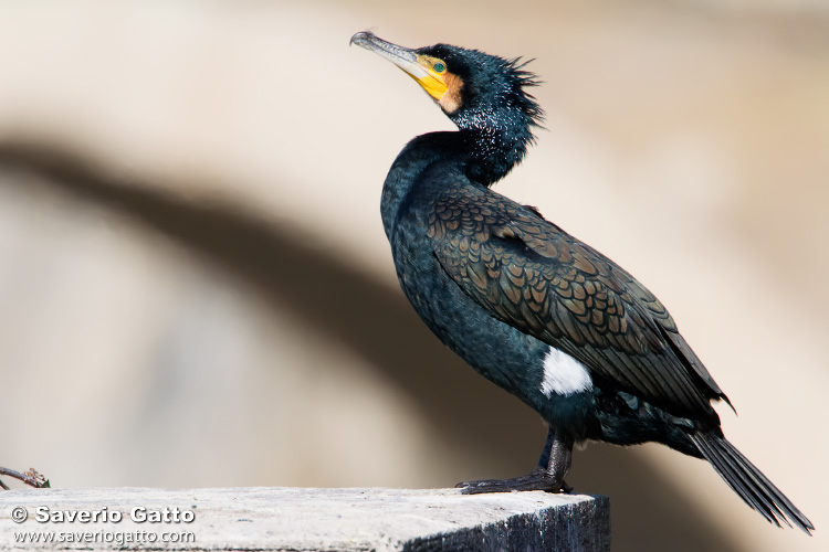 Great Cormorant