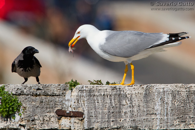 Yellow-legged Gull